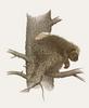 Glen Loates Art : Porcupine