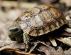 Bell's hingeback tortoise (Kinixys belliana)