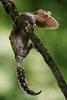 Common Leaf-tailed Gecko (Uroplatus fimbriatus)