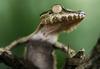 Common Leaf-tailed Gecko (Uroplatus fimbriatus)
