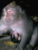 Crab-eating Macaque (Macaca fascicularis)