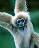 Can anybody ID what is this Monkey (Gibbon?)