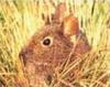 [AZE Endangered Animals] Volcano rabbit (Romerolagus diazi)