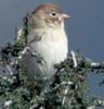 [AZE Endangered Animals] Worthen's sparrow (Spizella wortheni)