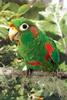 [AZE Endangered Animals] Santa Marta parakeet (Pyrrhura viridicata)
