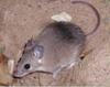 [AZE Endangered Animals] Asia Minor spiny mouse (Acomys cilicicus)