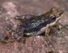 [AZE Endangered Animals] Mont Nimba viviparous toad (Nimbaphrynoides occidentalis)