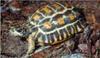 [AZE Endangered Animals] Flat-backed spider tortoise (Pyxis planicauda)