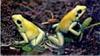 [AZE Endangered Animals] Golden poison frog (Phyllobates terribilis)