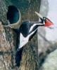[AZE Endangered Animals] Ivory-billed woodpecker (Campephilus principalis)