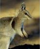 [AZE Endangered Animals] Bridled nail-tailed wallaby (Onychogalea fraenata)