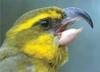 [AZE Endangered Animals] Maui parrotbill (Pseudonestor xanthophrys)