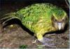 [AZE Endangered Animals] Kakapo (Strigops habroptilus)