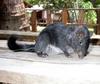 Laotian Rock Rat (Laonastes aenigmamus)