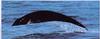 Northern Right Whale Dolphin (Lissodelphis borealis)