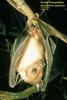 Dyacopterus spadiceus - Dayak Fruit Bat - Peninsular Malaysia