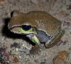 Blue Mountains Tree Frog (Litoria citropa) - Wiki