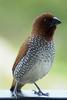 Scaly-breasted Munia, Spice Finch (Lonchura punctulata)