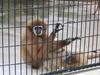 Lar Gibbon/White-handed Gibbon (Hylobates lar)  - Wiki