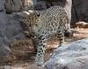 Amur Leopard / Far Eastern Leopard (Panthera pardus orientalis)  - Wiki