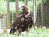 Spanish Imperial Eagle (Aquila adalberti)