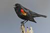 Red-winged Blackbird (Agelaius phoeniceus) - Wiki