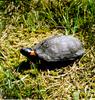 Bog turtle (Clemmys muhlenbergii)