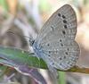 Lesser Grass Blue Butterfly (Zizina otis)