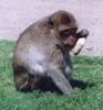 Crab-eating Macaque (Macaca fascicularis) - Wiki