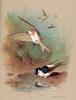 [Consigliere S4 - Basil Ede] The House Martin And Sand Martin