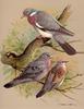 [Consigliere S4 - Basil Ede] Wood Pigeon, Stock Dove, Turtle Dove