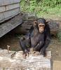 Chimpanzee (Pan troglodytes) - Wiki