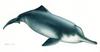 Baiji, Chinese River Dolphin (Lipotes vexillifer) - Wiki