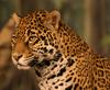 Jaguar (Panthera onca) - Wiki