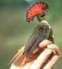 Royal Flycatcher (Onychorhynchus coronatus) - Wiki
