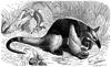 Southern Tamandua (Tamandua tetradactyla) - Wiki