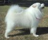 Samoyed (dog) - Wiki