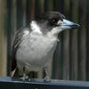 Grey Butcherbird (Cracticus torquatus) - Wiki