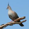 Crested Pigeon (Ocyphaps lophotes) - Wiki