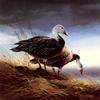 [Consigliere S4 - The Art of Terry Redlin] Blue Geese