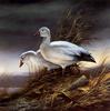 [Consigliere S4 - The Art of Terry Redlin] Snow Geese