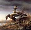 [Consigliere S4 - The Art of Terry Redlin] White Fronted Geese