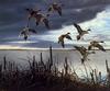 [Consigliere S4 - The Wildfowl of David Maass] Migrants - Pintails