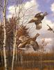 [Consigliere S4 - The Wildfowl of David Maass] Sudden Takeoff-Sharptail Grouse