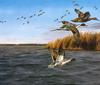[Consigliere S4 - The Wildfowl of David Maass] Windy Flight-Pintails