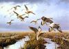 [Consigliere S4 - The Wildfowl of David Maass] Low Ceiling-White Fonted Geese