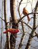 [Consigliere S4 - The Wildfowl of David Maass] A New Day-Cardinals