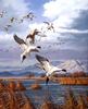 [Consigliere S4 - The Wildfowl of David Maass] Pintails-Pacific Flyaway