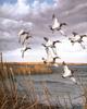 [Consigliere S4 - The Wildfowl of David Maass] Canvasbacks On The Delta Marsh