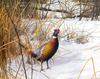[Consigliere S4 - The Wildfowl of David Maass] Frosty Stroll-Pheasants